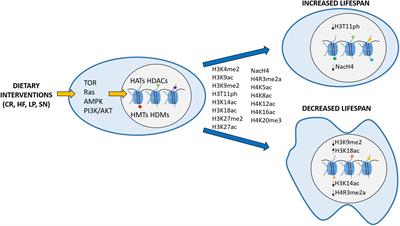 Histone Modifications as an Intersection Between Diet and Longevity